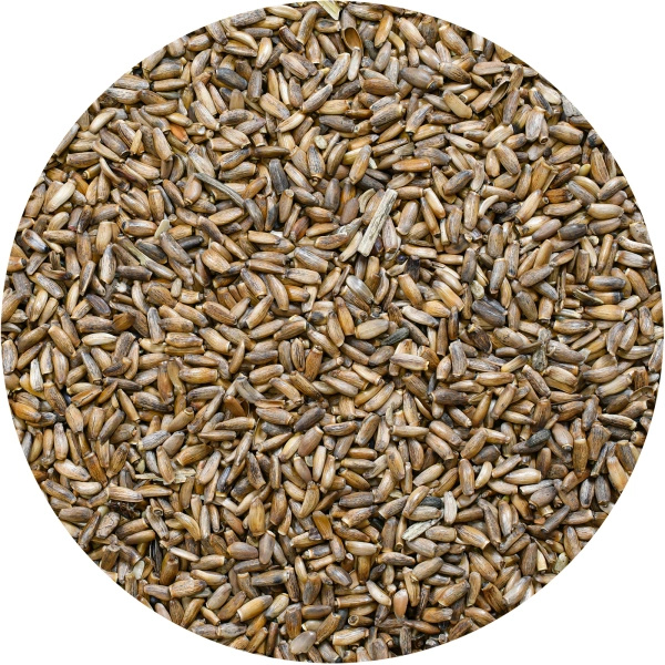 Vivarini - Ostropestřec (semínka) 1 kg