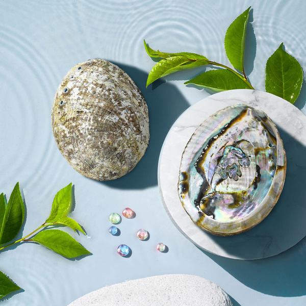 Conchiglia di Abalone - Porta incenso